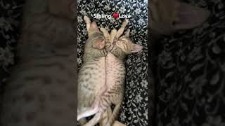 Brother amp Sisterly ♥️catlover Love shortsvideo catstrendingshorts cute [upl. by Anerak]