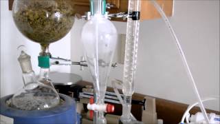 ESSENTIAL OIL DISTILLATION [upl. by Hedelman]