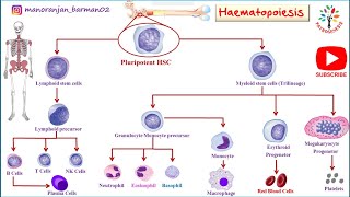 Hemopoiesis physiology।। Formation of blood cells ।। PATHOGENESIS ।। BarmanSir [upl. by Leirza]