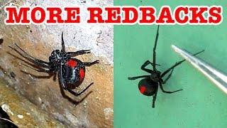 Scary Redback Spider Infestation Found Lets Investigate [upl. by Simara604]