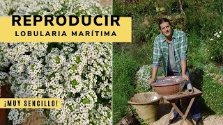 Cómo reproducir la lobularia marítima mediante esquejes  Decogarden  Jardinatis [upl. by Etnahc]