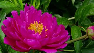 purple peony closeup view [upl. by Gare]