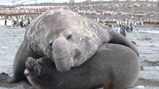 Elephant Seals [upl. by Ramoj511]