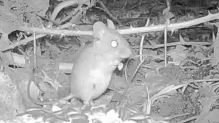 Topo selvatico  Wood Mouse Apodemus sylvaticus 092 Fototrappola a Corte Franca [upl. by Tnek350]