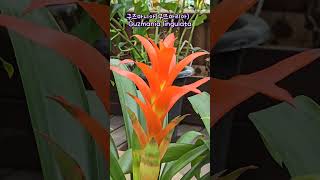 구즈마니아구즈마리아 Guzmania lingulata 구즈마니아 구즈마리아 Guzmanialingulata [upl. by Peltier160]