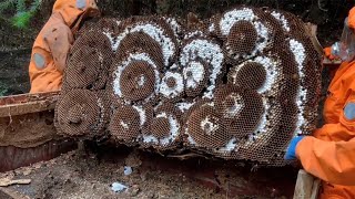 ASIAN GIANT HORNET NESTMURDER HORNETS REMOVALWASP NEST REMOVINGVESPA MANDARINIA [upl. by Lartnom]