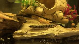 Delhezi Bichir For Sale [upl. by Lirret]