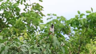 Red whiskered Bulbul Pycnonotus jocosus [upl. by Joete572]