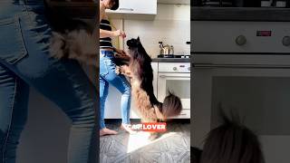 Maine Coons Gentle Giants cat catlover mainecoon cats catvideos kitten cute [upl. by Laspisa]