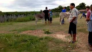 TRADICIONAL CORRIDA DE JEGUES em PALHANOCEARÃ [upl. by Telrahc180]