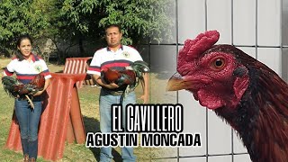 El Gavillero  Agustín Moncada [upl. by Haleak]