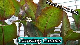 How to Grow Cannas amp Banana Canna Spotlight [upl. by Theodosia]