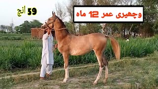 Brand Wacheri For Sale Top Bloodline Female Horse sale in sargodha GR Farming [upl. by Enyallij]