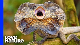 Frilled Lizard’s Popup Neck Freaks out Snake [upl. by Merrie]