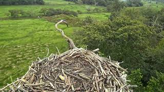 Bywyd Gwyllt Glaslyn Wildlife  Ffrwd Byw  Live Stream [upl. by Ailecra]