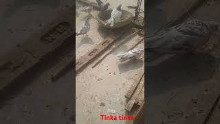 Tinka tinka joda jaye Kabootarbazipigeon bird birdspecies kabootar [upl. by Macleod627]