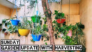 Sunday Garden Update amp Harvesting  April 25 2021 [upl. by Rosa]