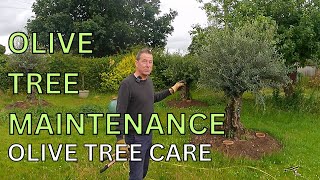 Olive Tree Care Olive Tree Maintenance Olive Plant Cuttings [upl. by Starlin]