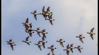 The Wigeon Piled In  1 Man Limit  Wildfowling [upl. by Tamiko461]