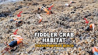 Rare Fiddler Crab 🦀 Habitat Near Ramachandi Chandrabhaga Beach crab habitat videography [upl. by Einohtna469]