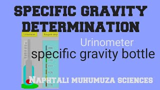 Urinalysis Specific Gravity determination in urine  Urinometer  specific gravity bottle [upl. by Aloap]