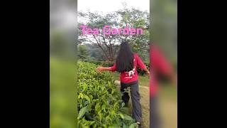 Tea garden ManimalaDebbarma1993 [upl. by Locin]