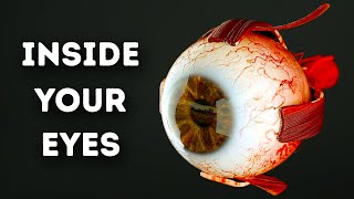 What Happens Inside Your Eyes  3D Animation [upl. by Nivonod]