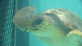 Endangered Kemps ridley sea turtles 1080p 60fps [upl. by Eilerua]