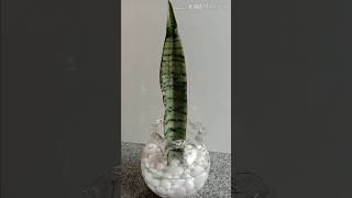 How to Grow Snake Plant Propagation from Single Leaf in Water Snake Plant decor DIY shorts snake [upl. by Littman]