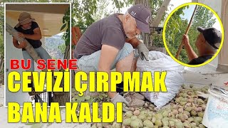 BILDIR BUNDAN İYİYDİ  BU SENE CEVİZİ BEN ÇIRPTIM  ŞEHİRDEN KÖYE CEVİZ  ANADOLUDA HASAT ZAMANI [upl. by Tamer672]