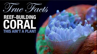 True Facts Reef Coral is a Crazy Animal [upl. by Yerot]