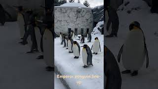 Emperor penguin lineup in Asahikawa zoo [upl. by Nemrak]