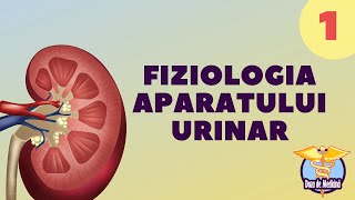 FIZIOLOGIA APARATULUI URINAR  PARTEA 1  DOZA DE MEDICINĂ [upl. by Calmas]