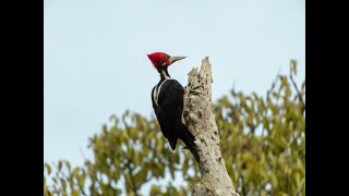 picapaudetopetevermelho Campephilus melanoleucos [upl. by Vivien]