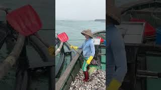 The process of feeding fish in breeding water tanks [upl. by Euqinay72]