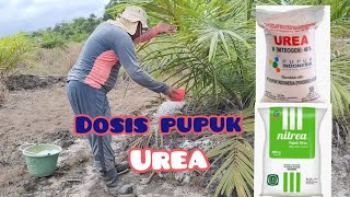 Dosis pupuk Urea pada masa sawit fase vegetatif atau TBM [upl. by Rozamond802]