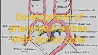 CV A 007 Formation and fate of pharyngeal arches made easy with diagramatic explanation [upl. by Boylan]