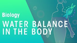 AQA GCSE Biology Maintaining Water and Nitrogen Balance in the Body [upl. by Hgeilhsa300]