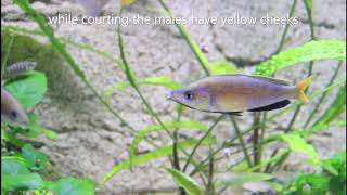 Cyprichromis Microlepidotus Nyanza Lac F0  Fry [upl. by Miett368]