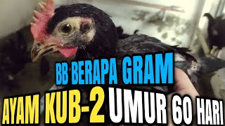 Tes Timbang Berat Ayam KUB2 Umur 60 Hari [upl. by Isabelle]