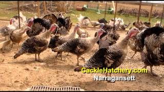 Narragansett Turkey Breed Breeder Flock  Cackle Hatchery [upl. by Dowzall804]