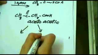 Biochemistry for 2nd grade  Lipids [upl. by Keene914]