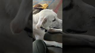 Rio tum tension Matley Mere Dost dog labrador funny [upl. by Angi]