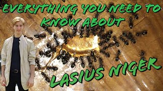 Everything you need to know about Lasius Niger  MyLivingWorlds Ants [upl. by Ais]