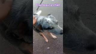 Trop beau ce chien [upl. by Bolling]