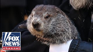 Punxsutawney Phil predicts early spring on Groundhog Day 2024 [upl. by Yendirb]