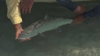 Florida Keys Bonefish Canaveral Cobia and Blair Wiggins Bloopers [upl. by Elicul861]