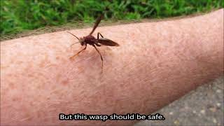 Picking up a paper wasp with my BARE HAND [upl. by Yearwood]