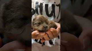 Cutest Pomeranian Puppy Life puppy dog cute shots [upl. by Jimmie]