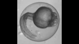 Nonvisual Opsin [upl. by Geanine]